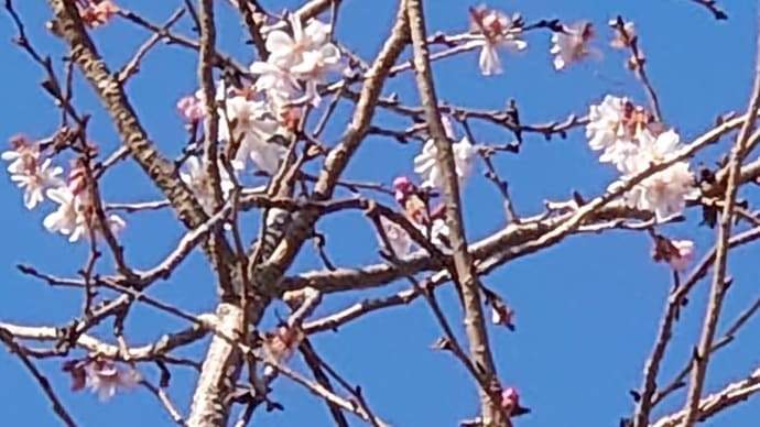 新春に花、勢いよく