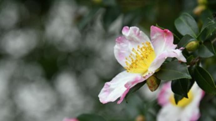 山茶花