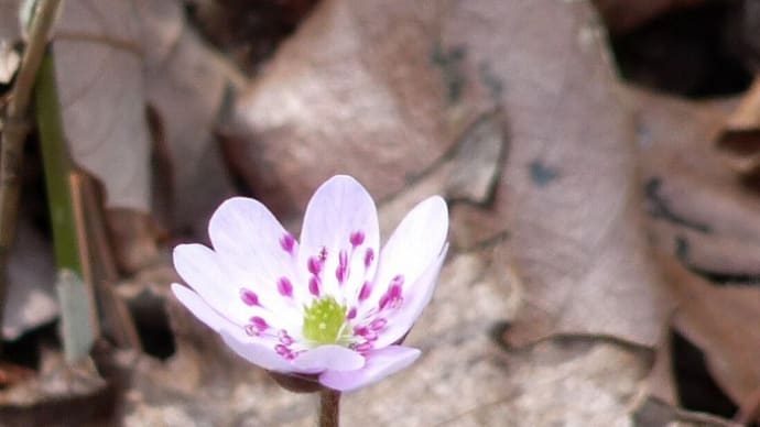 春の森林公園・・・雪割草の花が咲いてた