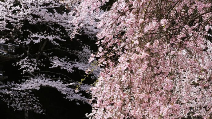 桜咲く.....三井寺 いろいろ