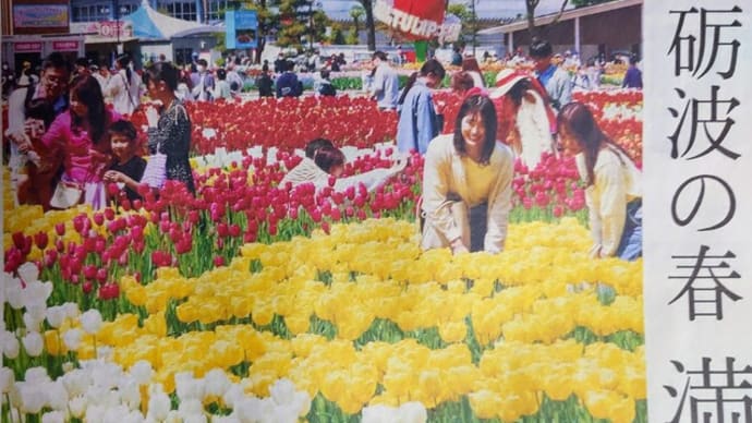 誕生日が開幕日=となみチューリップフェア