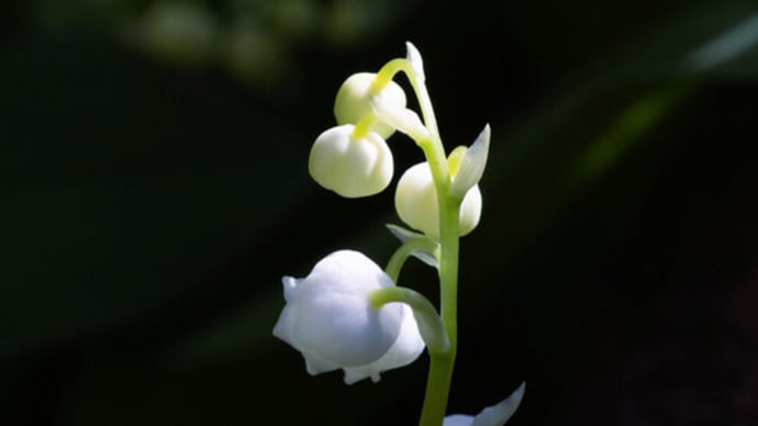 ●我が家の５月の花（4）スズラン　アマドコロ　コデマリ　ナスタチウム　ジニアリネアリス　アゲラタムラナンキュラス　ルピナス　スミレ