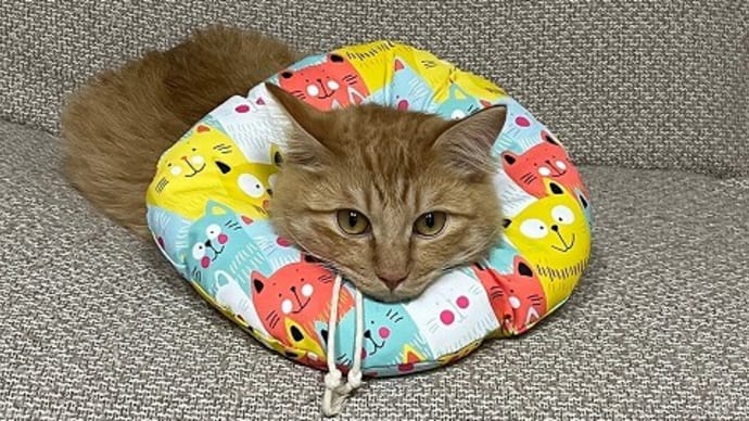 フクちゃん病院へ、、