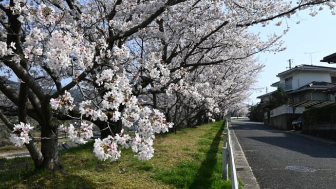 散り始めた団地の桜