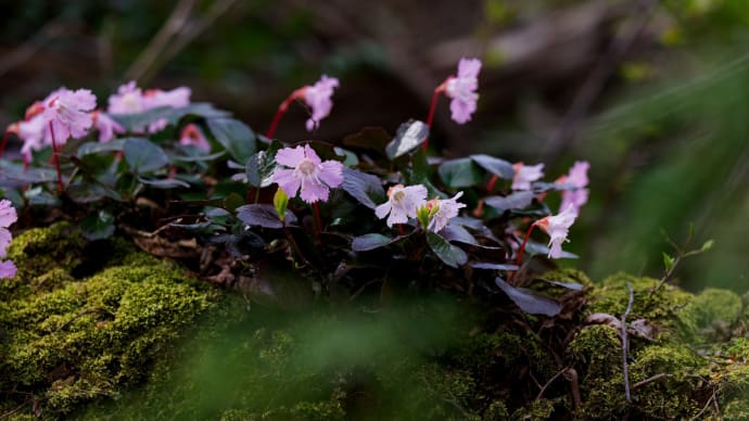 湖西の里山散策　２　イワウチワ（岩団扇）