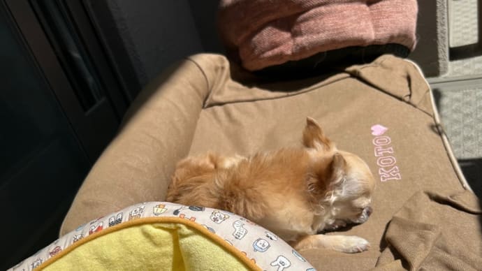 日向ぼっこ🌞