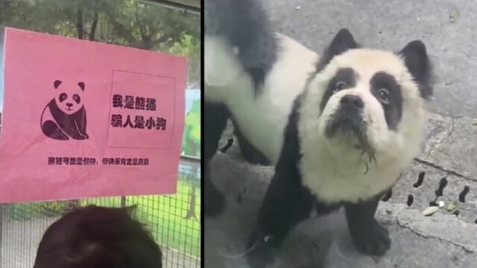 【中国 面白中国シリーズ】 動物園の人気者・「パンダ風犬」?