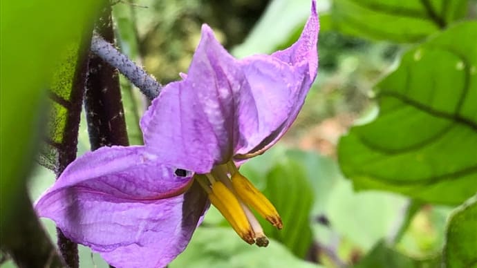 ナスの花