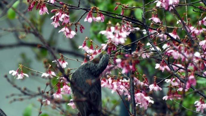 オカメ桜の花の蜜を吸うヒヨドリ
