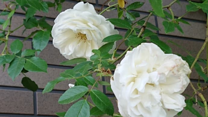 紫陽花ポチポチ大塩湖🎵そよ風にのって🎵