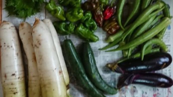 我家の収穫野菜や頂き野菜