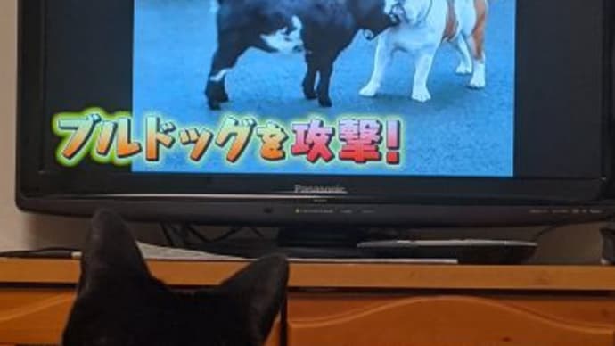 10月の猫たち