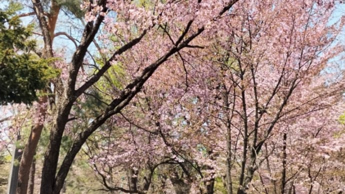 常磐公園の 桜とチューリップ