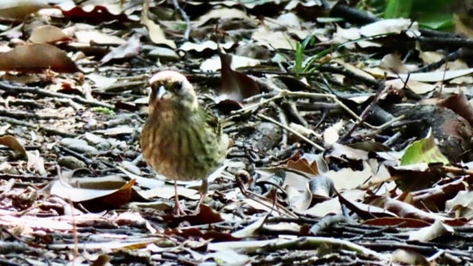 アオジ(野鳥動画)