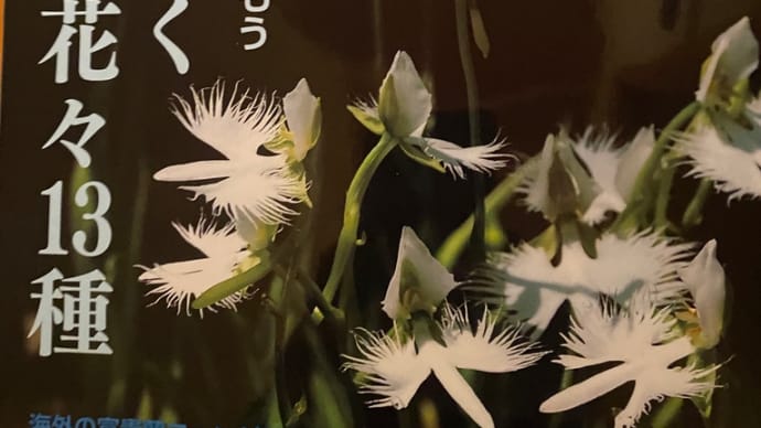 園芸JAPAN7月号