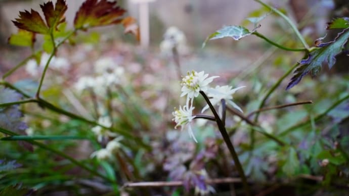 セリバオウレンとウメの花（赤塚植物園 2022.2.27撮影）