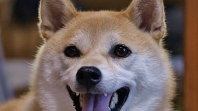暑い最中は お部屋で涼みたいです!・・・愛犬小春 午後のお楽しみ