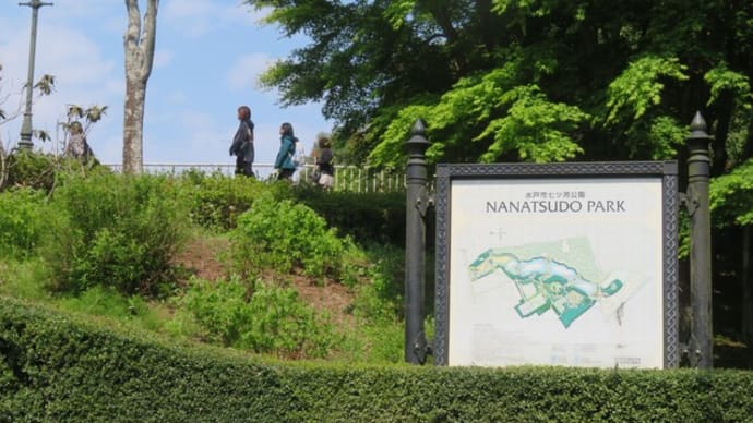 新緑の七ツ洞公園を歩く