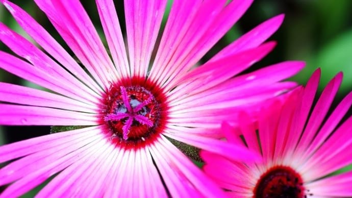 ビビッドカラーの花