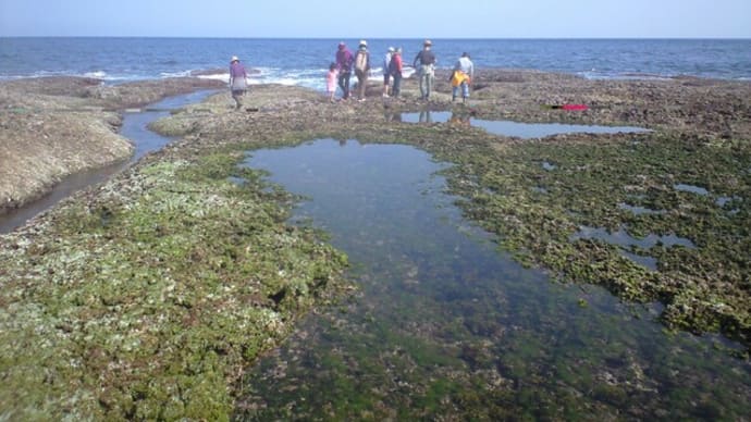海藻観察会＆標本作成