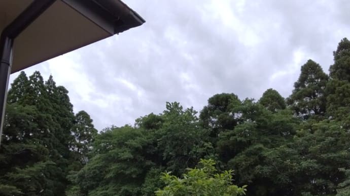 木々