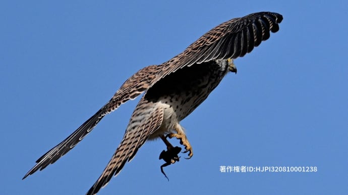 チョウゲンボウ