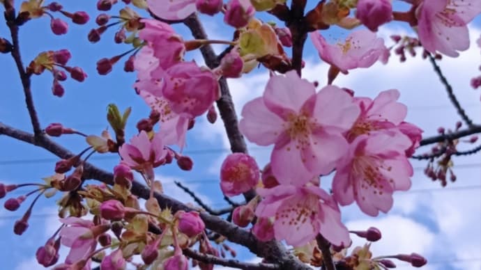 散歩道の河津桜 20250320