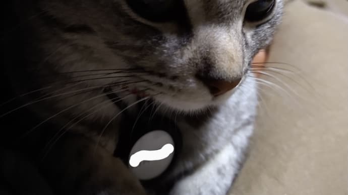 猫の聴力とかブラッシングとか