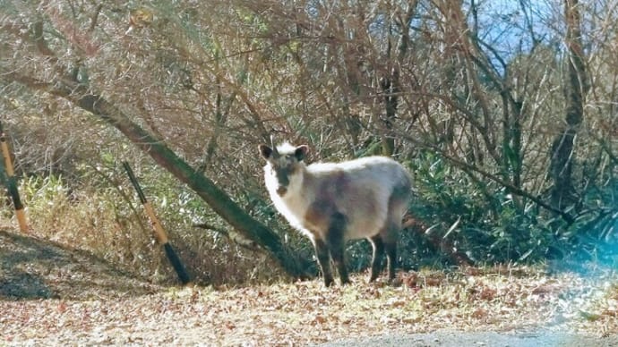 【野生動物】【タヌキ】【山奥】【ルール】【生活環境】