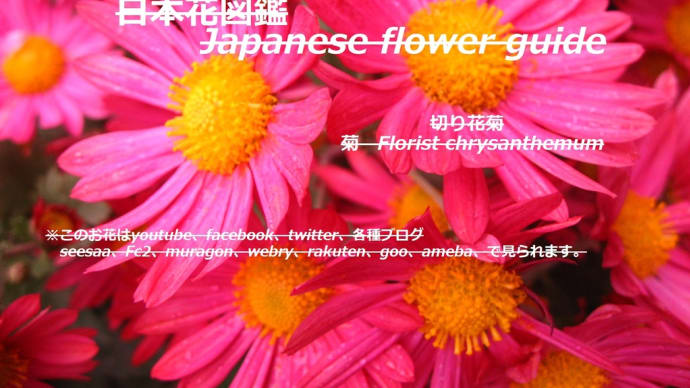枯野が華やか?!Is the dead field gorgeous? !!