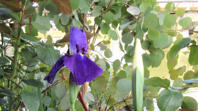花菖蒲