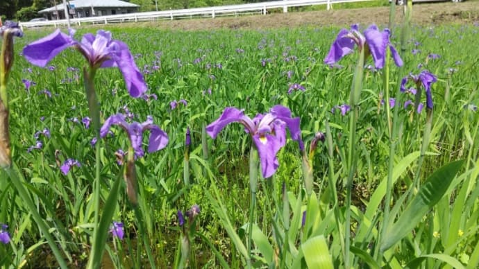 ドクダミの効果でしょうか?