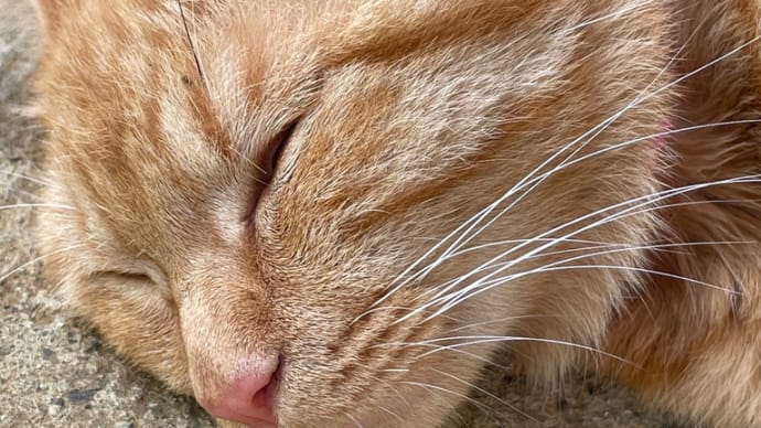 お昼寝タイム🐱