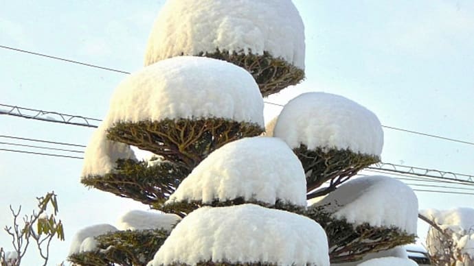 発達した低気圧の置き土産＝大雪をのんと被った小鳥の第１餌台の屋根と庭木（イチイ）の樹冠＆枝段