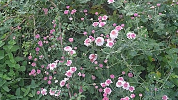 小菊がけんがい咲きみたいに・・・・・