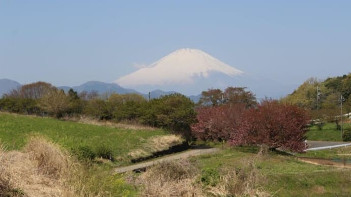 篠窪（しのくぼ）は　最後に咲く桜「八重桜」の季節です（2022/04/12)