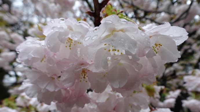 ２０２３年・京都霊場魔所の桜・その２　＠　京都妖怪探訪（８３１）