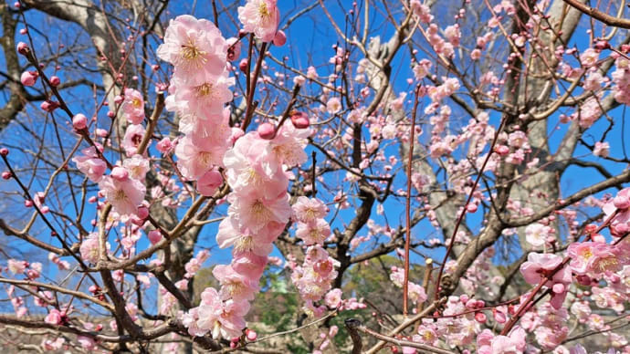 香りが運ぶ春・・・