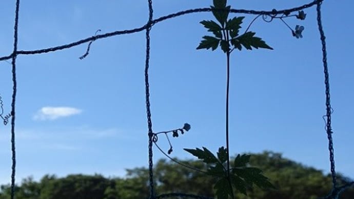 懐かしジュリーの翌朝。風船蔓22咲いて304番目