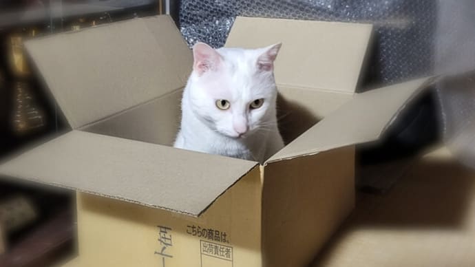 入らずにはいられない