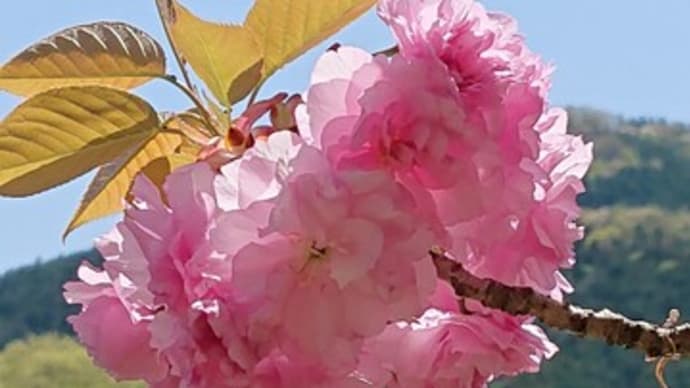 八重桜満開☺️クロと大潮湖へ