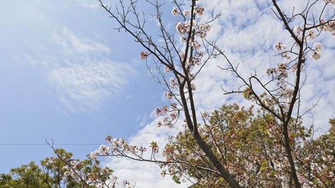 春に見られる ひつじ雲が見られました 巻積雲です サクラとのコラボです >゜))彡