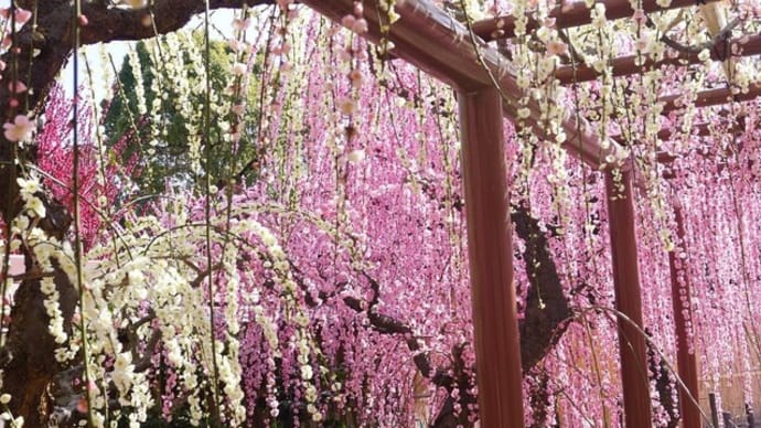 津市「結城神社のしだれ梅見てきました~(^^) 2023