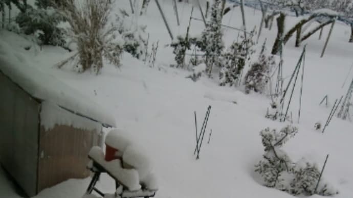 雪は予報通り積もってた~❄