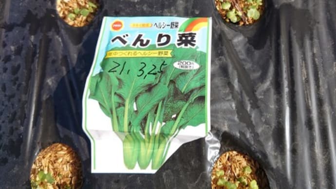 べんり菜の収穫!!