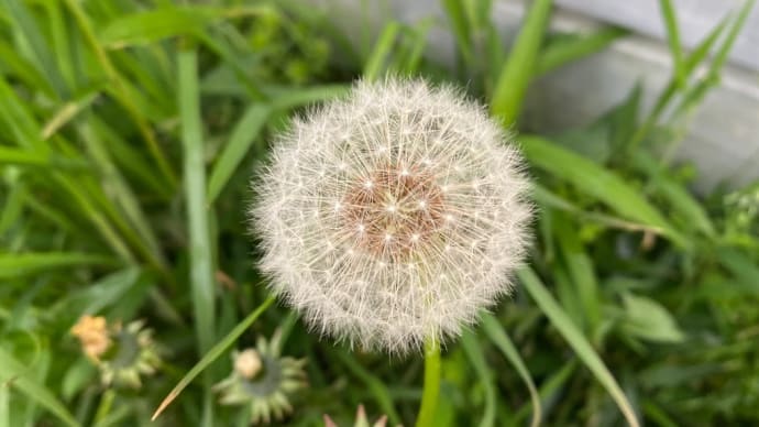 綿毛の中に宇宙を見る