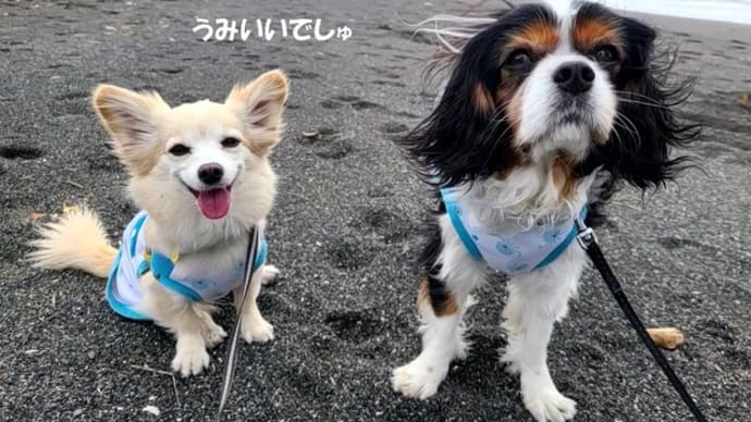 思いっきり走れる海散歩