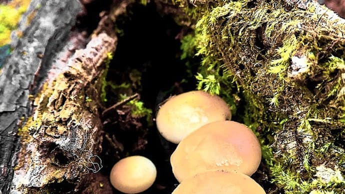 「立冬」の寒さにめげず、元気にヤナギの祠に集うエノキタケの幼菌たち