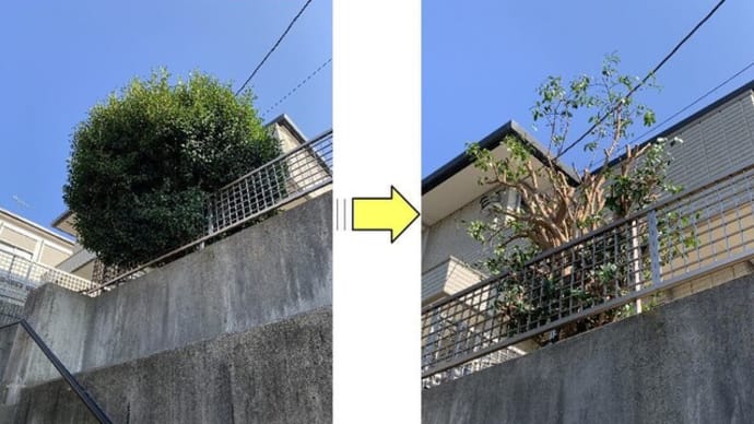 大きく育ちうっそうとしてしまった椿の枝の間にオオスズメバチの巣が
