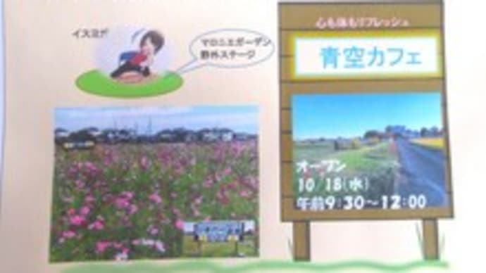 ビオラたち & 冬へ向かって!!